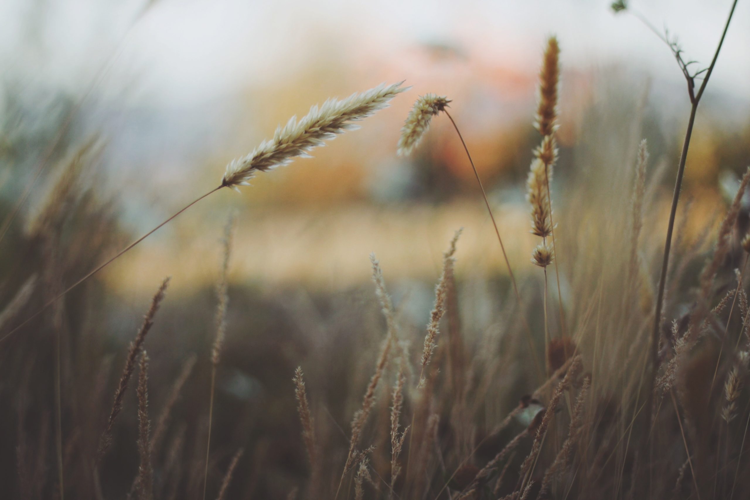 grass-336524